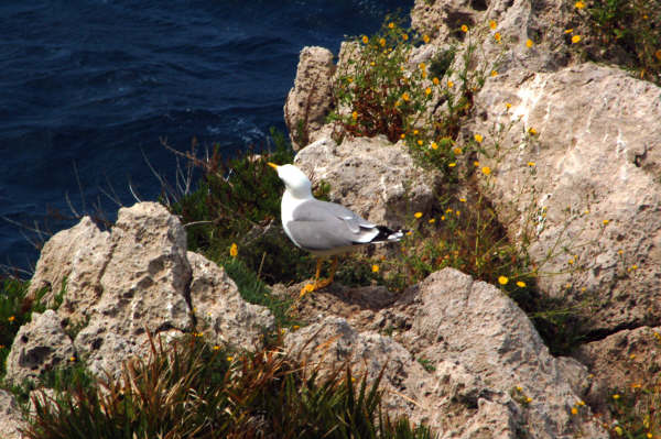 Larus michaellis